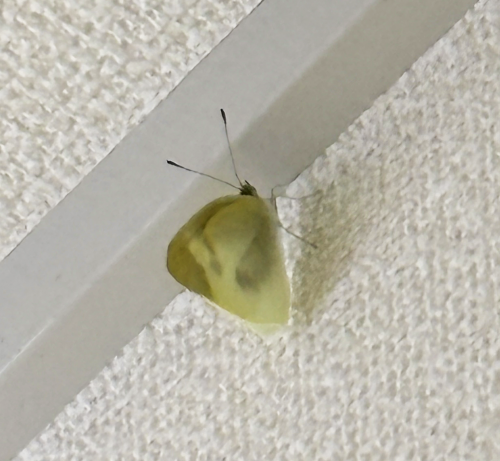 ふと与えられること②「蝶になって現れたお姉さん!」